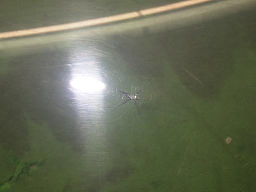 565783002　　クリックすると、もっと大きい画像を表示